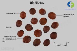 酸枣仁 标本图